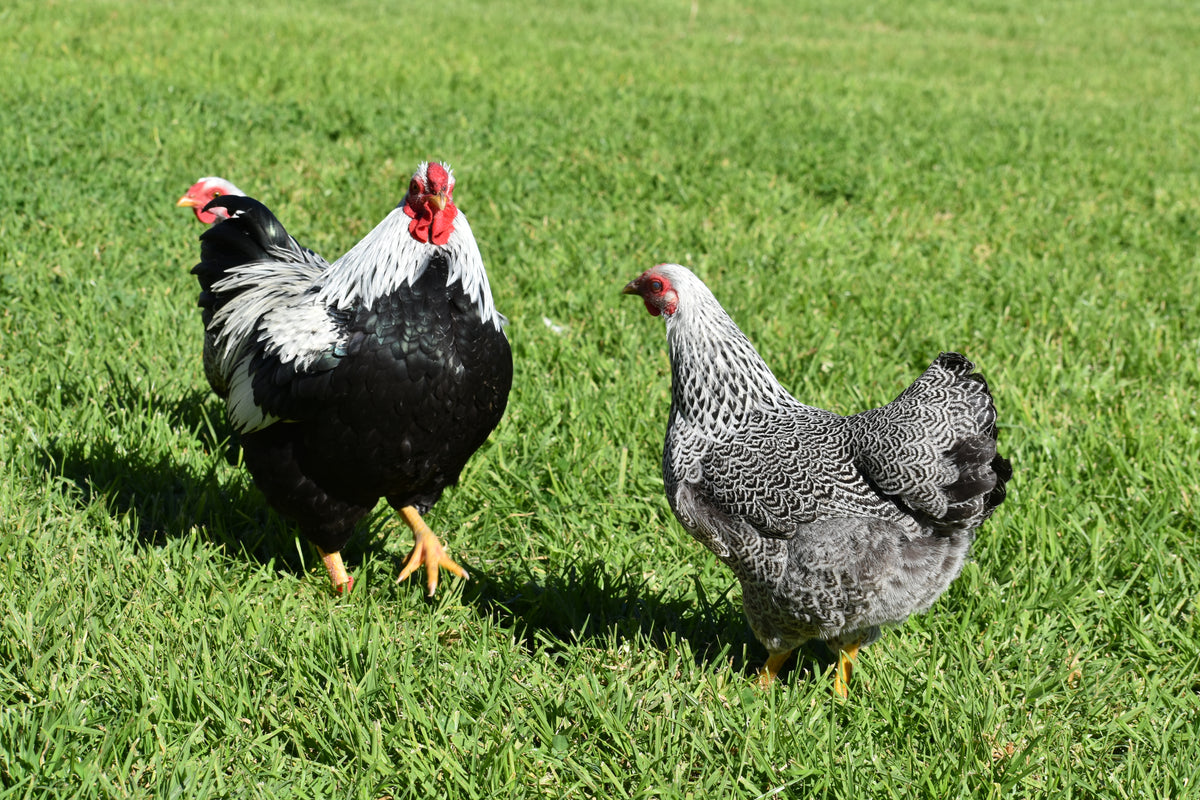 Silver Pencilled Wyandotte Bantam Fertile Eggs - Dozen