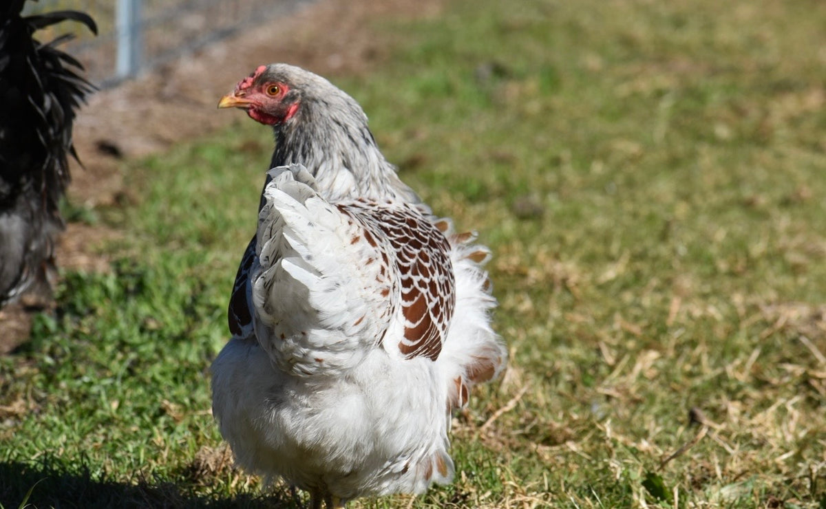Blue Laced Red/ Splash Wyandotte Fertile Eggs - Dozen