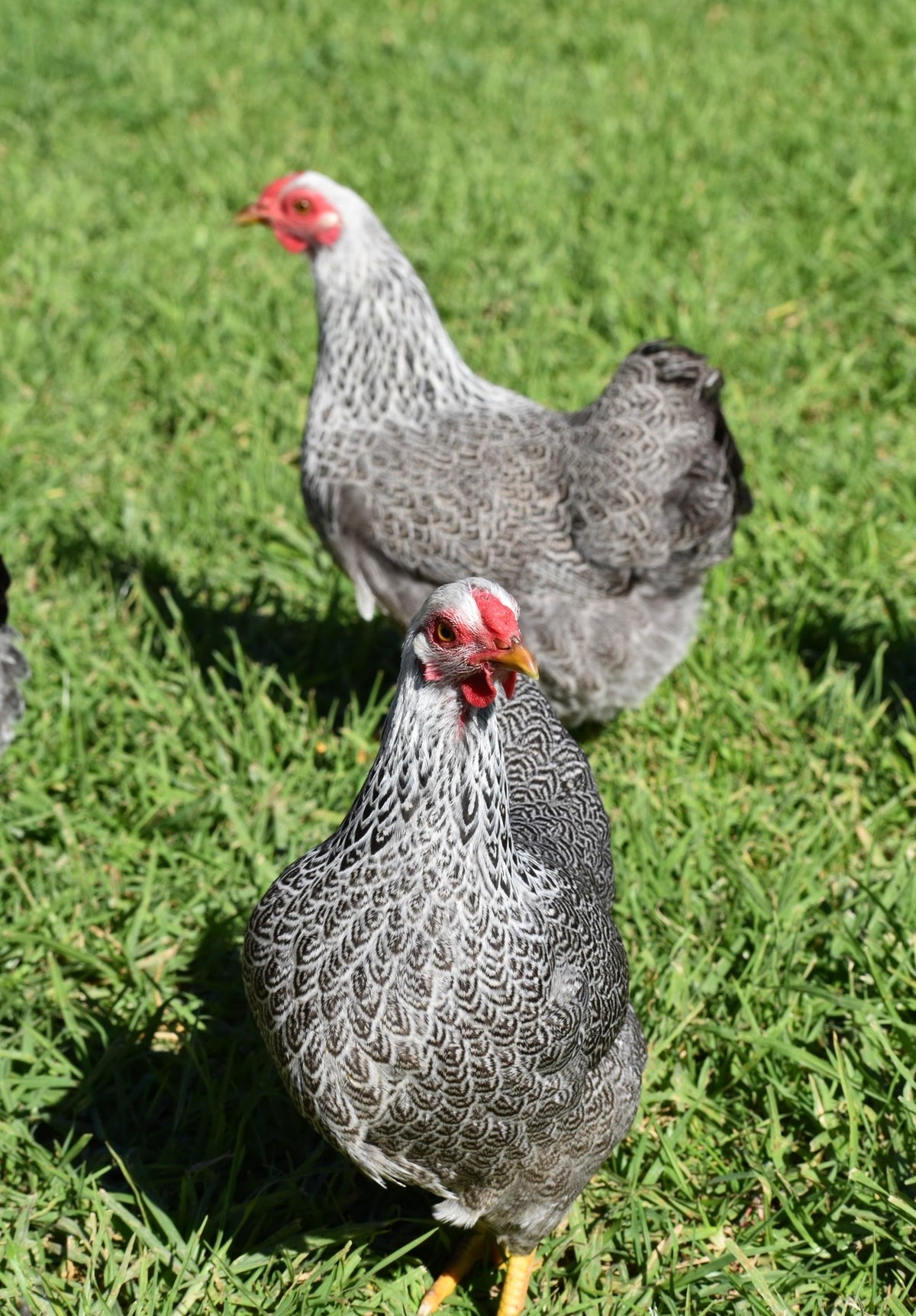 Silver Pencilled Wyandotte Bantam Fertile Eggs - Dozen