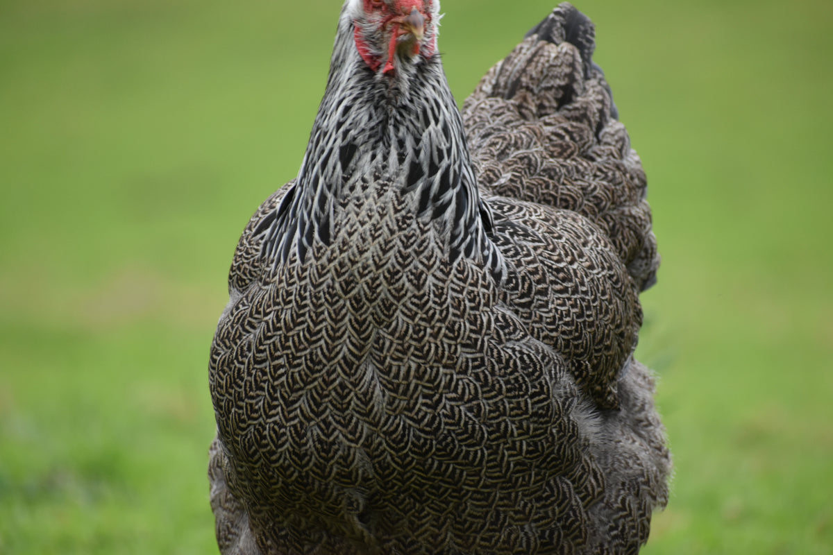 Dark Brahma Fertile Eggs - Dozen