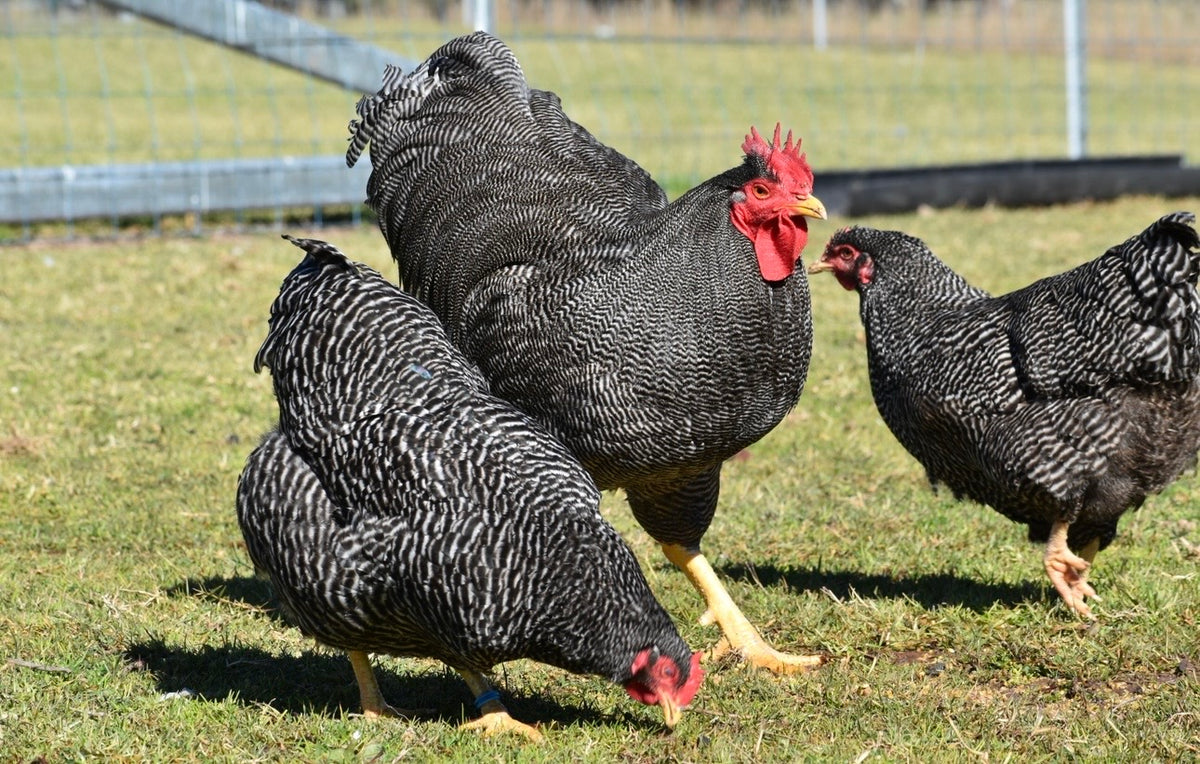 Plymouth Rock Fertile Eggs - Dozen