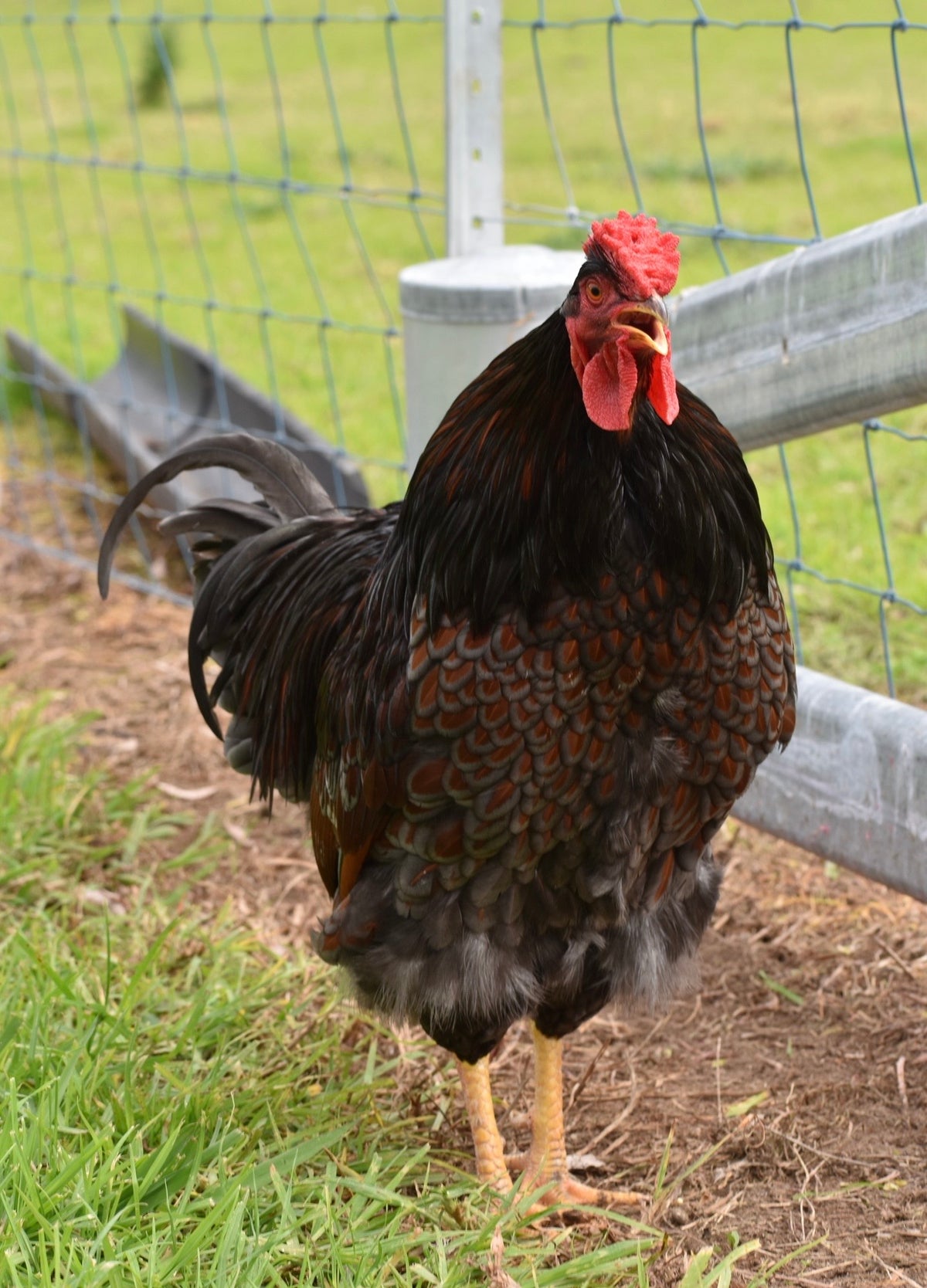 Blue Laced Red/ Splash Wyandotte Fertile Eggs - Dozen