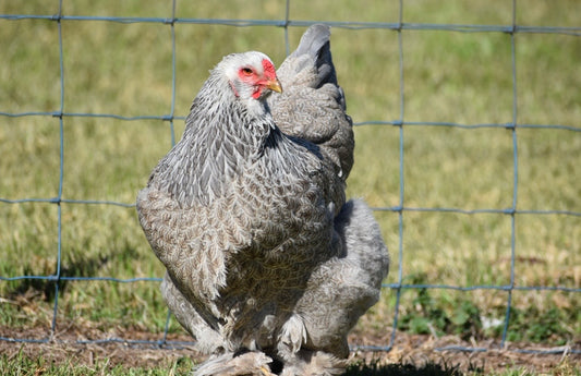 BSO Brahma Fertile Eggs - Dozen