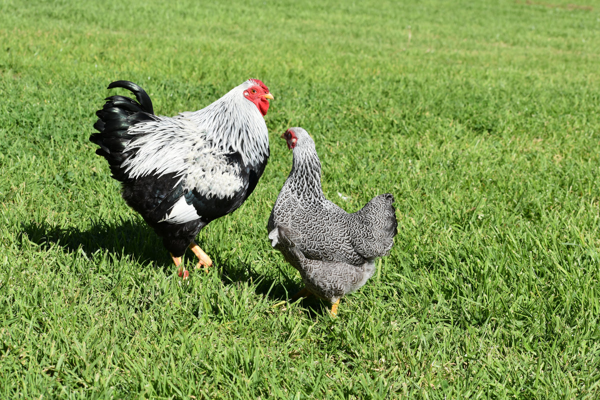 Silver Pencilled Wyandotte Bantam Fertile Eggs - Dozen