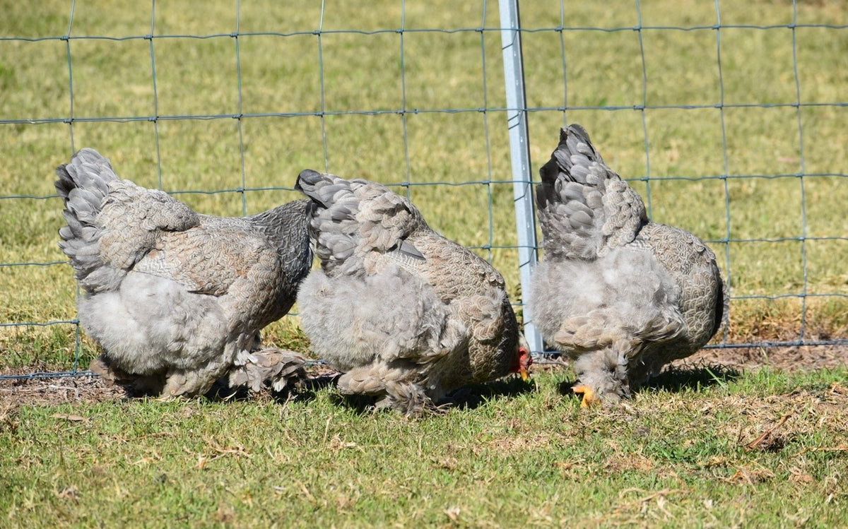 BSO Brahma Fertile Eggs - Dozen