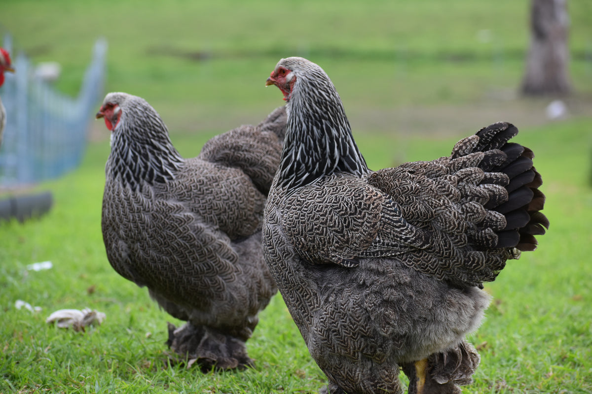 Dark Brahma Fertile Eggs - Dozen
