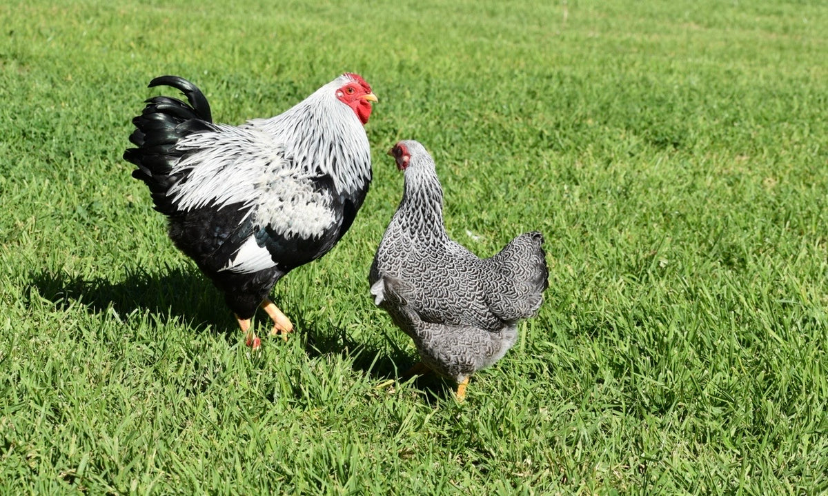 Silver Pencilled Wyandotte Bantam Fertile Eggs - Dozen