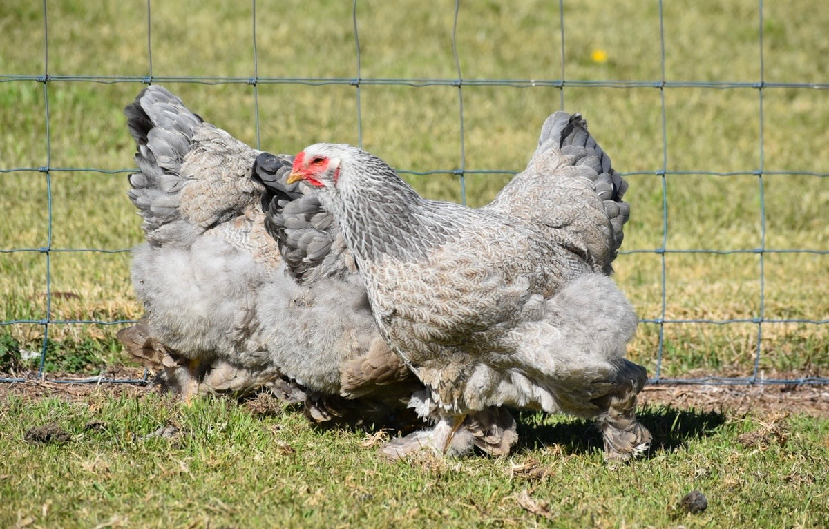 BSO Brahma Fertile Eggs - Dozen