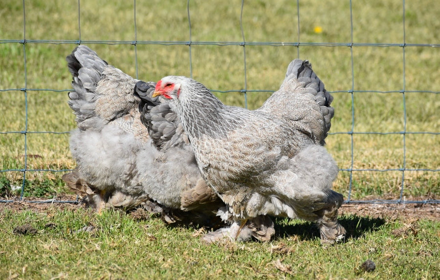 BSO Brahma
