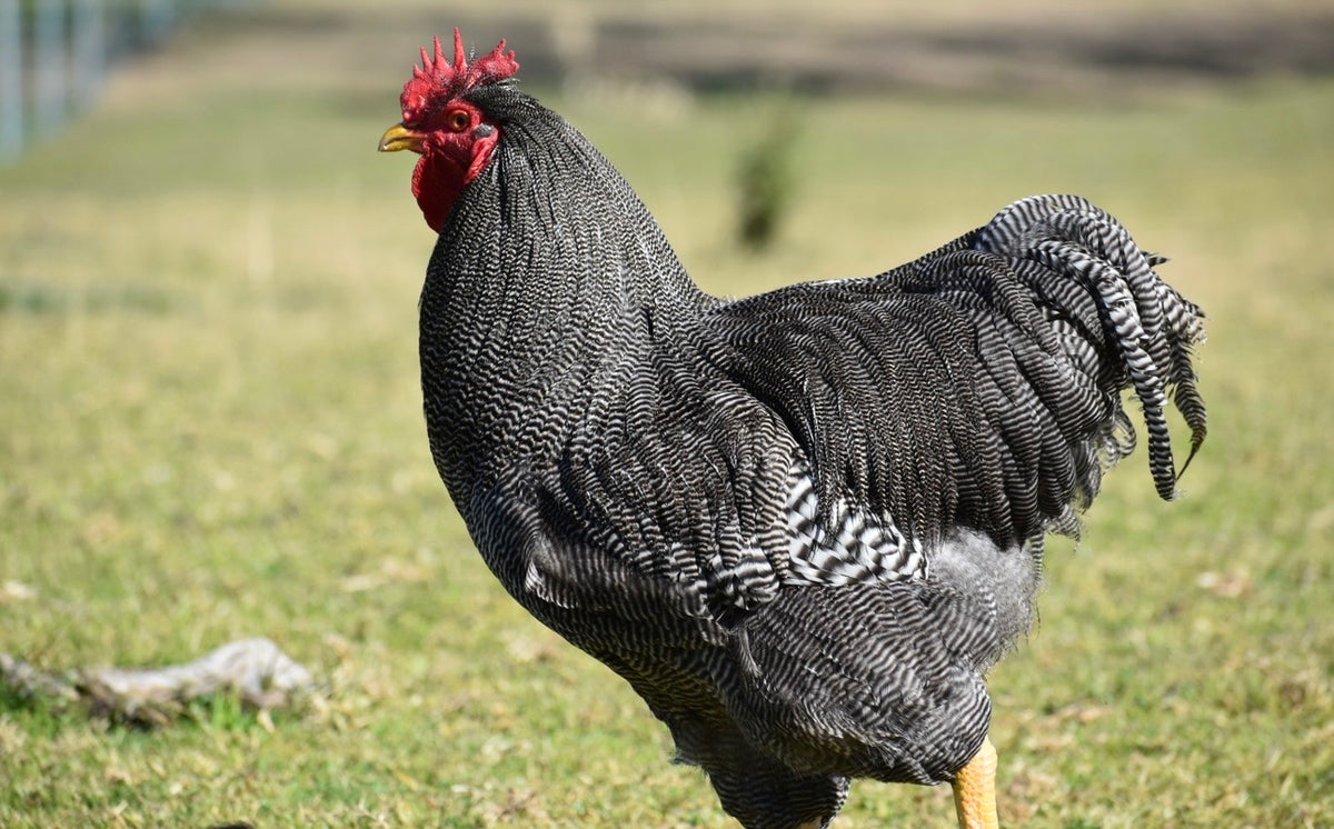 Plymouth Rock Fertile Eggs - Dozen