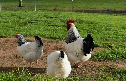 Light Sussex Fertile Eggs - Dozen