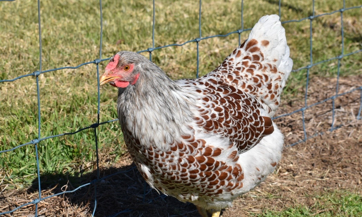 Blue Laced Red/ Splash Wyandotte Fertile Eggs - Dozen