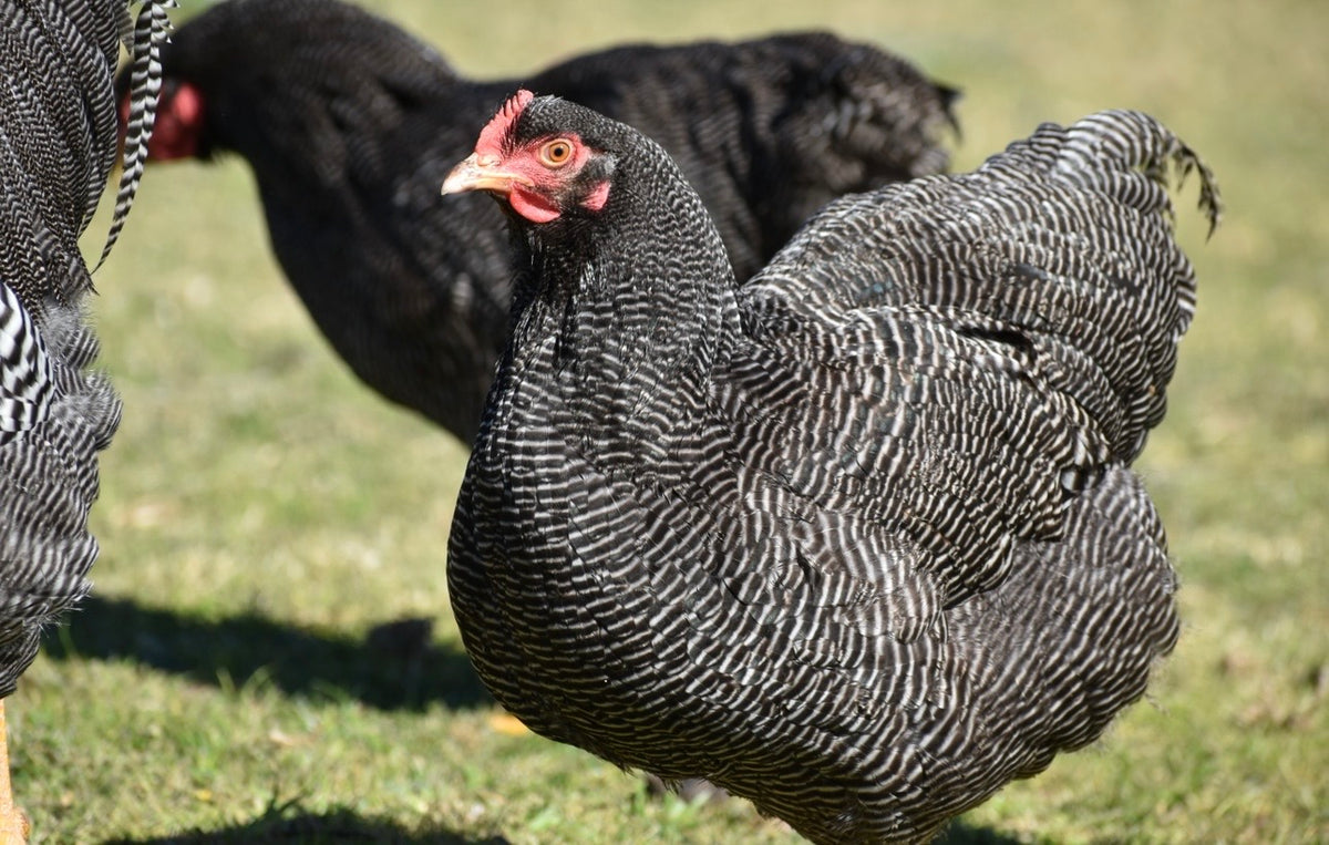 Plymouth Rock Fertile Eggs - Dozen