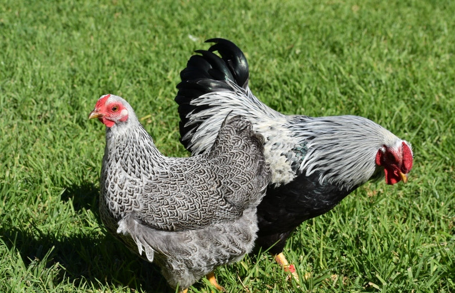 Silver Pencilled Wyandotte Bantam