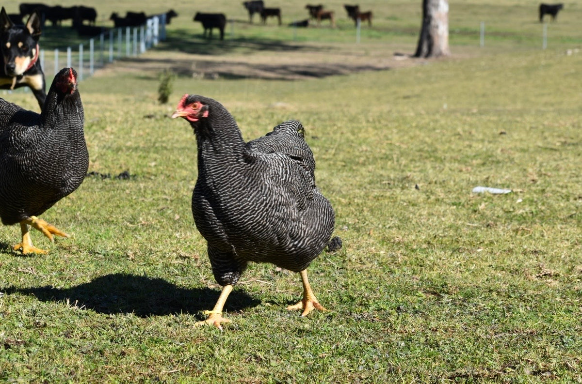 Plymouth Rock Fertile Eggs - Dozen