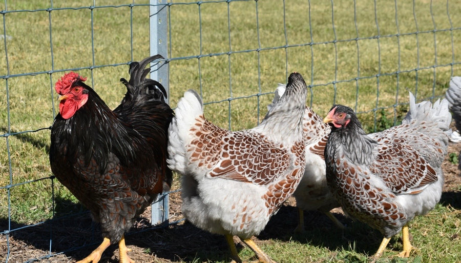 Blue Laced Red / Splash Wyandotte