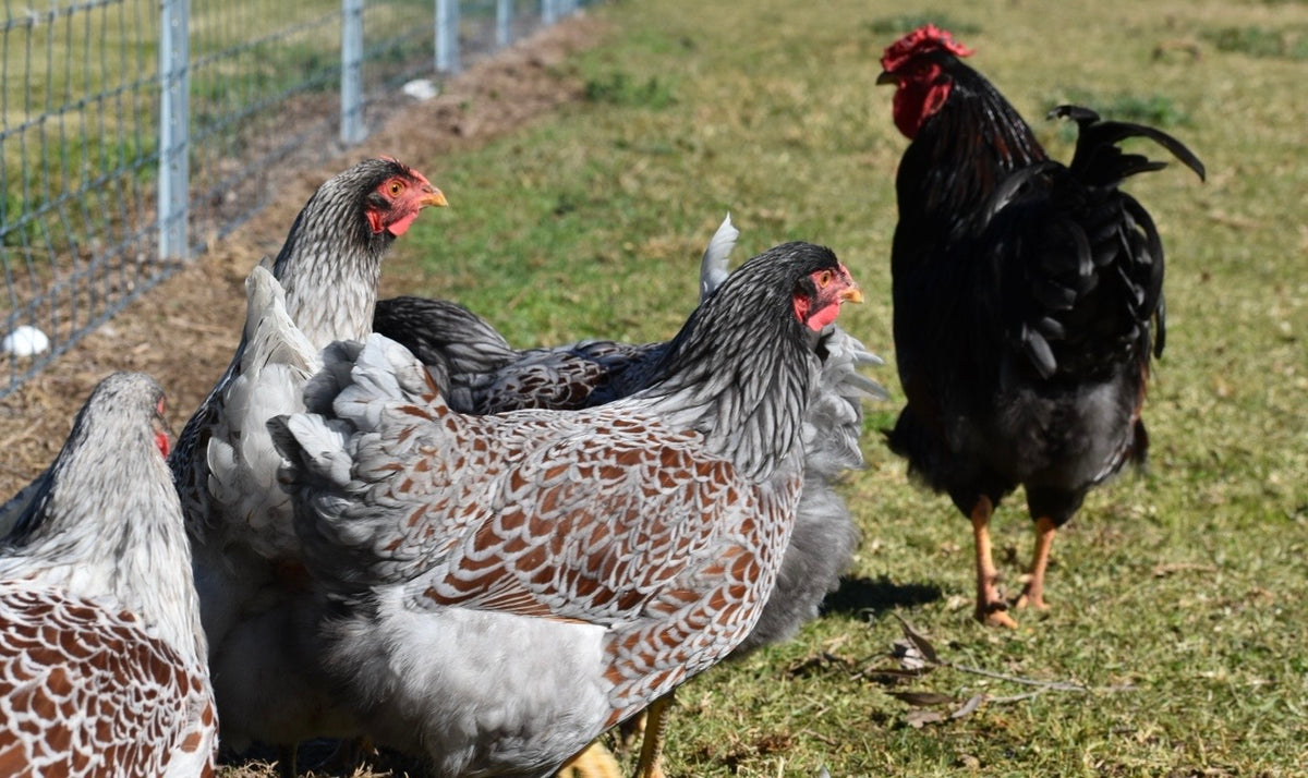 Blue Laced Red/ Splash Wyandotte Fertile Eggs - Dozen