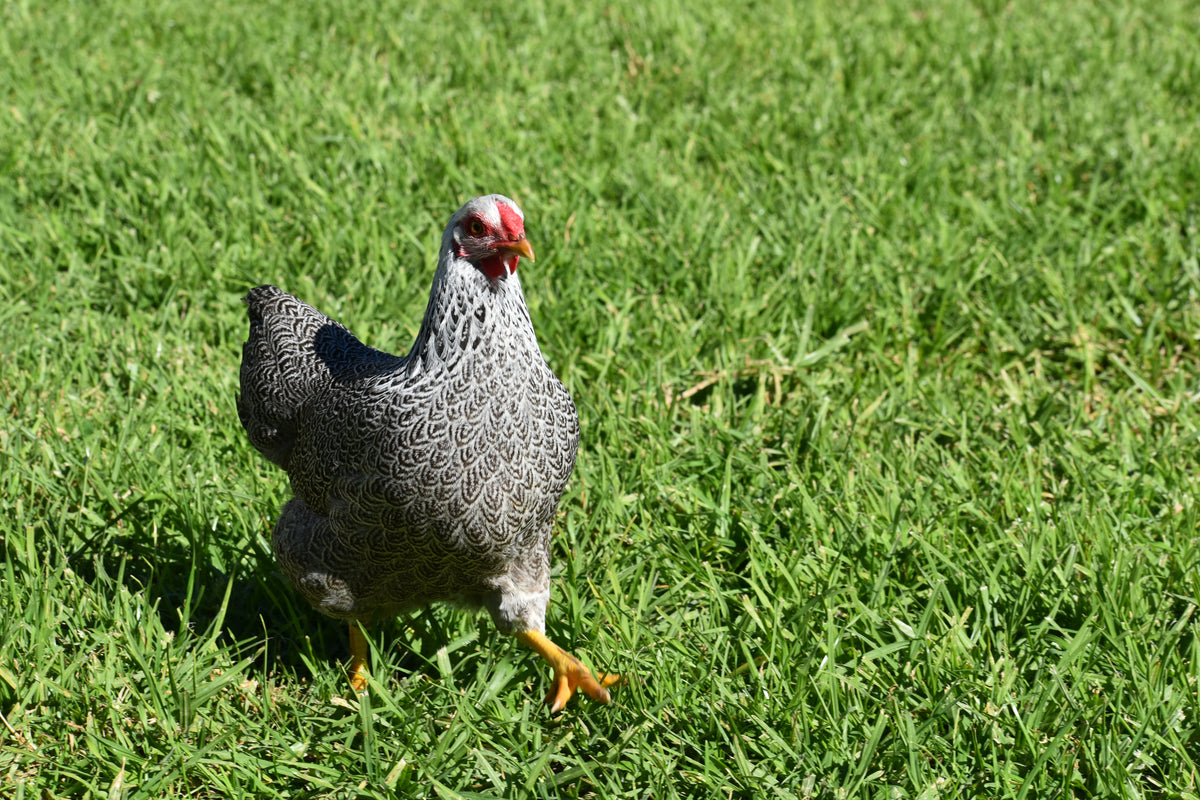 Silver Pencilled Wyandotte Bantam Fertile Eggs - Dozen