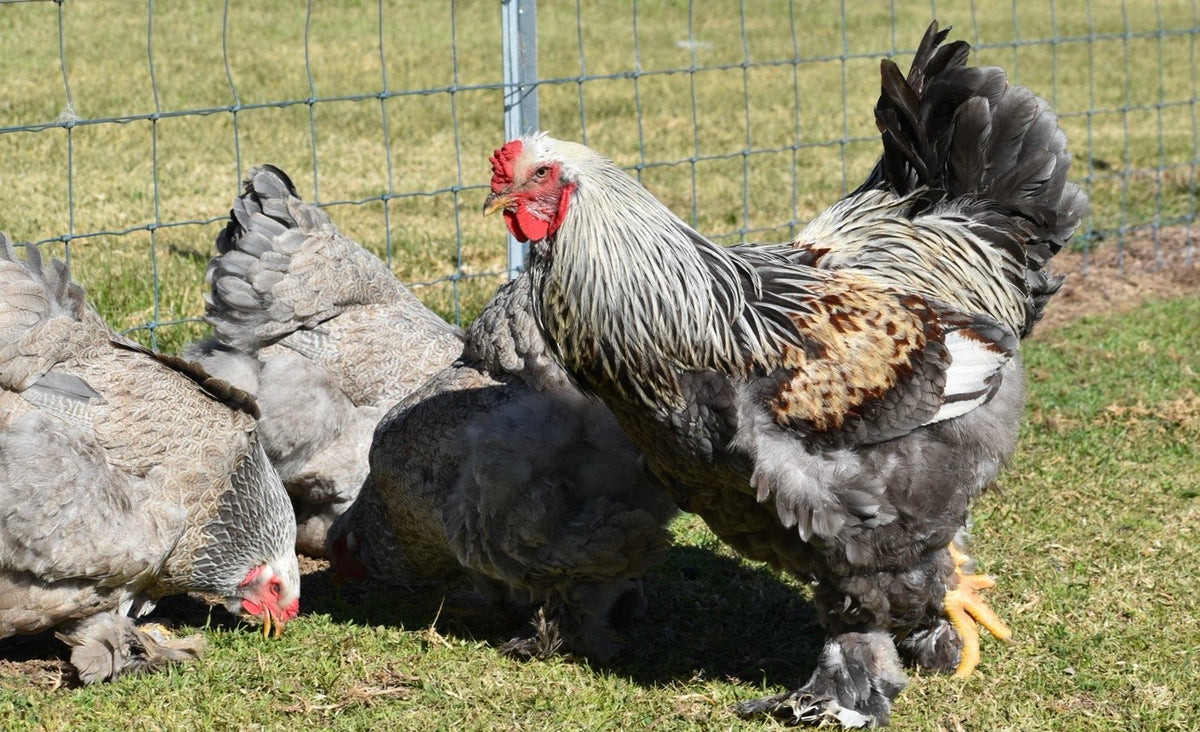 BSO Brahma Fertile Eggs - Dozen