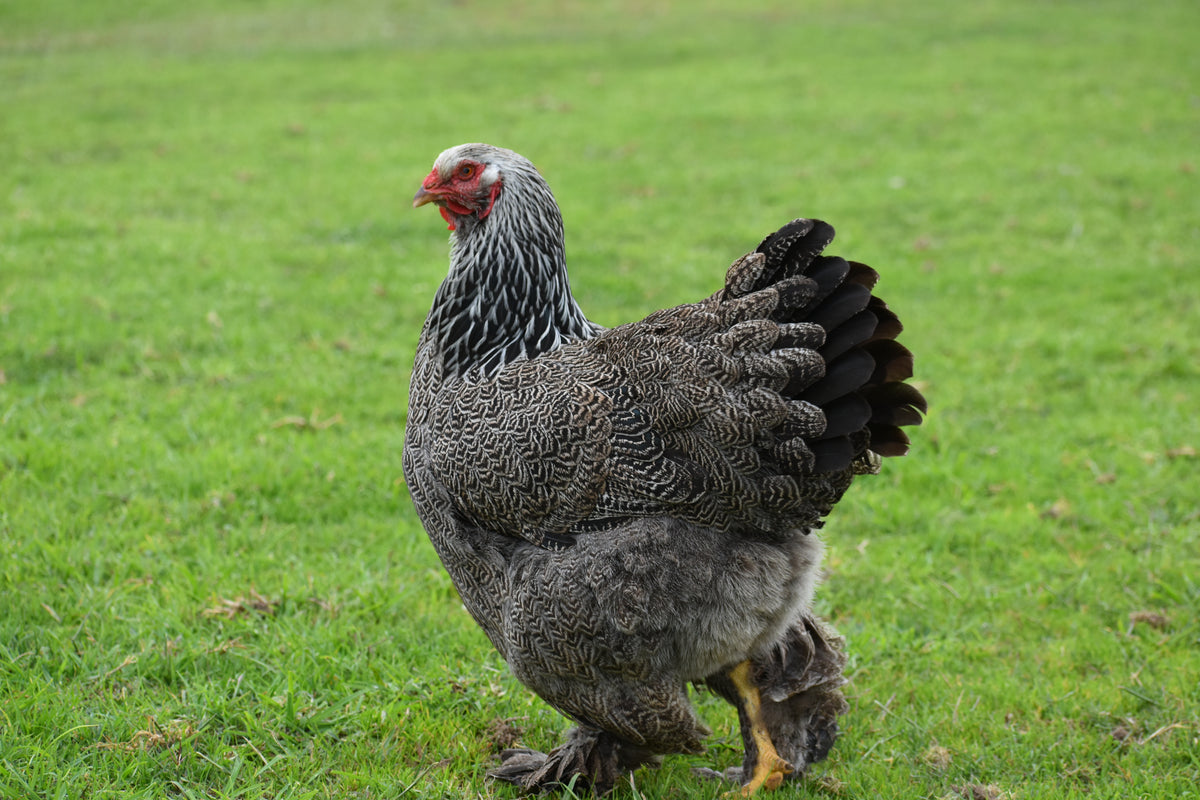 Dark Brahma Fertile Eggs - Dozen