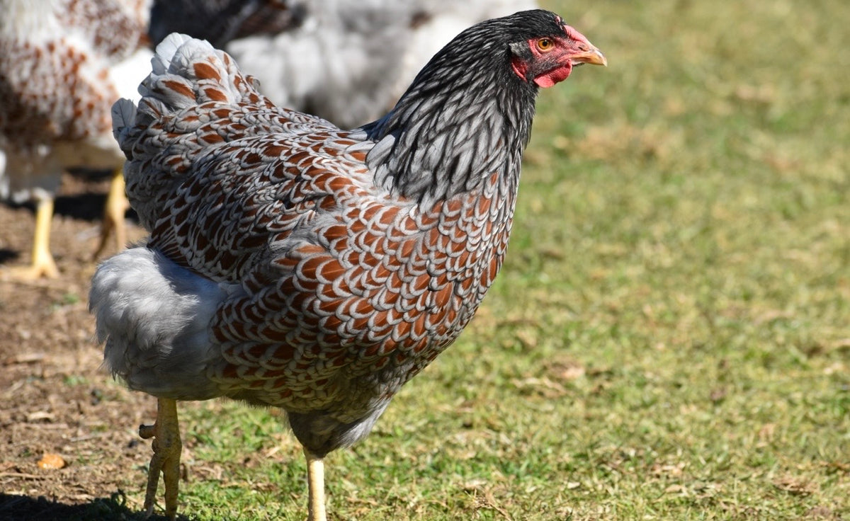 Blue Laced Red/ Splash Wyandotte Fertile Eggs - Dozen