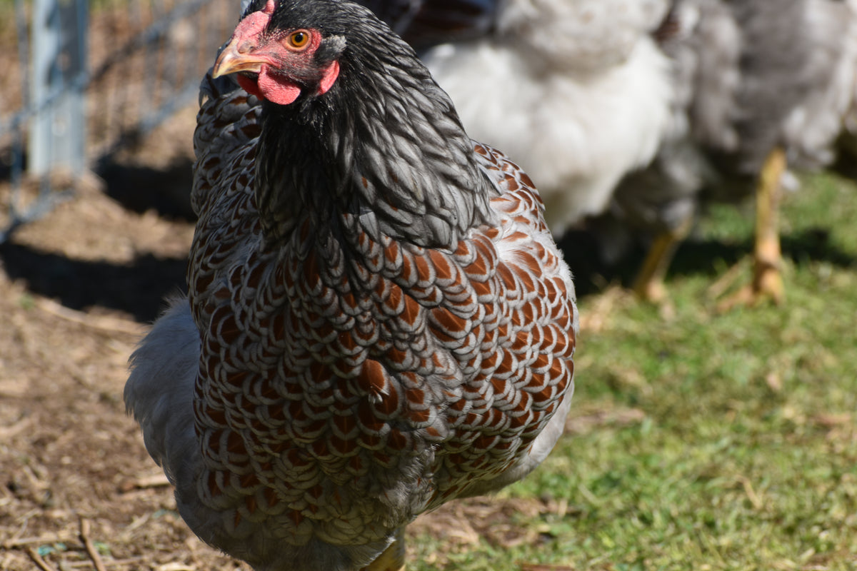 Blue Laced Red/ Splash Wyandotte Fertile Eggs - Dozen