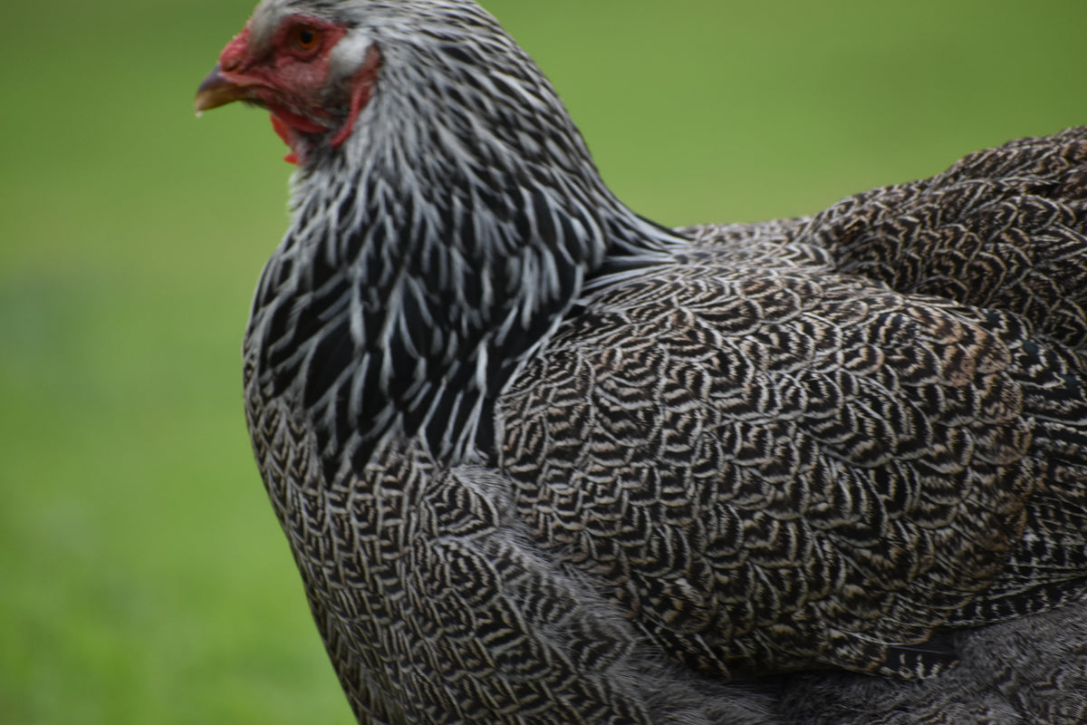 Dark Brahma Fertile Eggs - Dozen