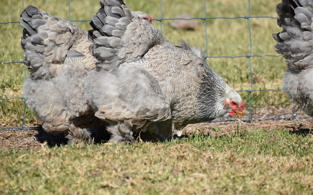 BSO Brahma Fertile Eggs - Dozen
