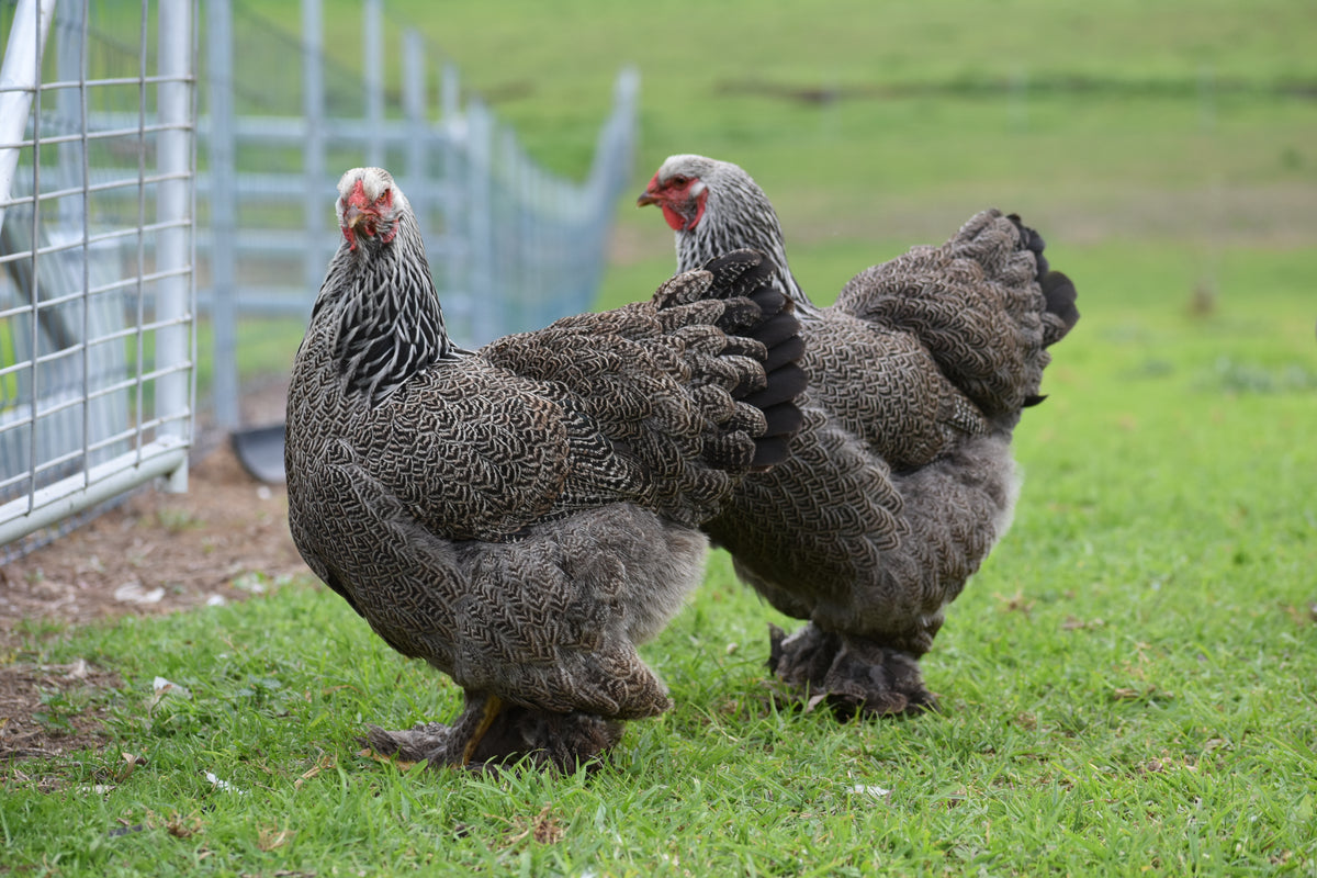 Dark Brahma Fertile Eggs - Dozen