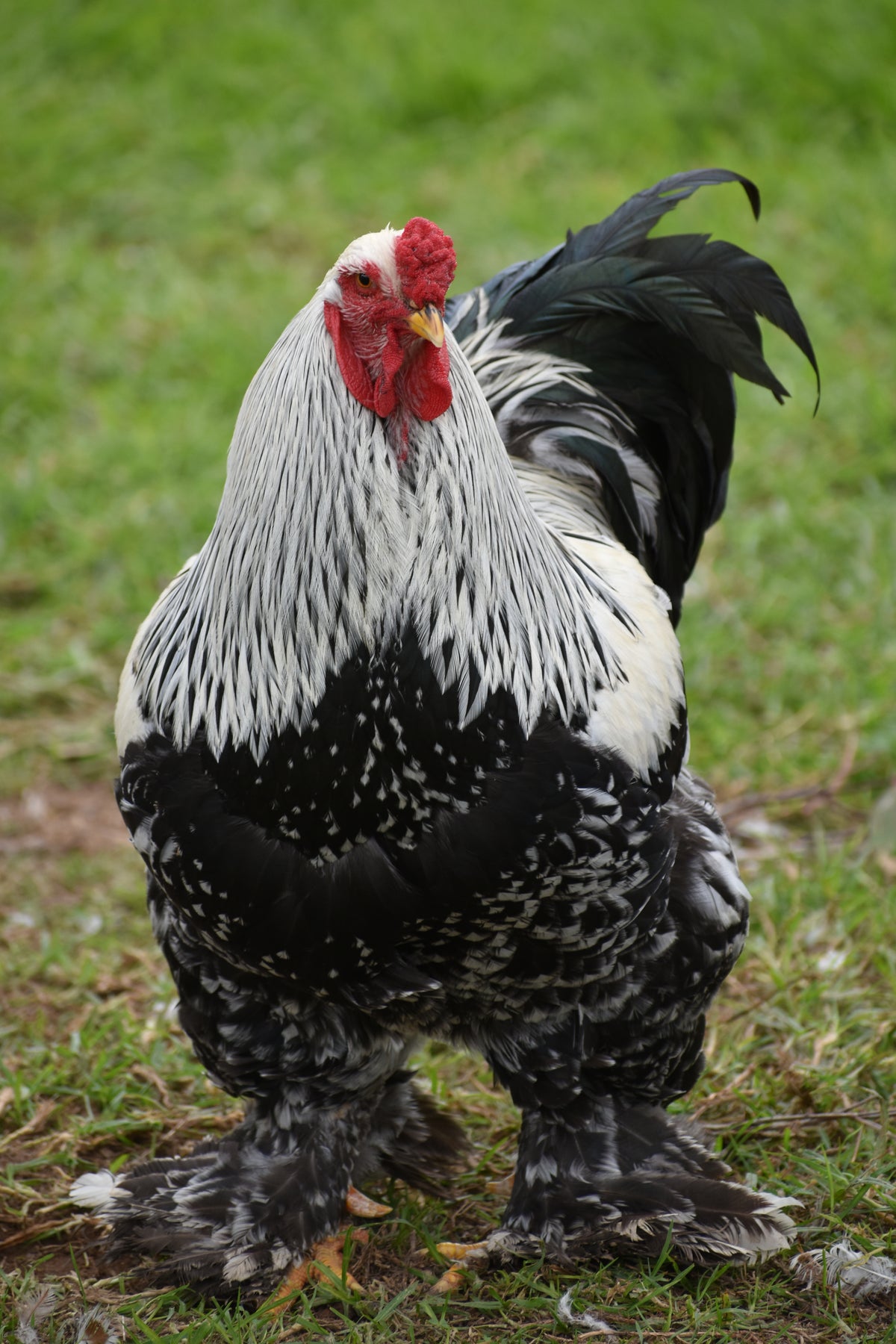 Dark Brahma Fertile Eggs - Dozen