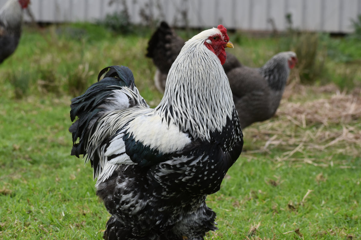 Dark Brahma Fertile Eggs - Dozen