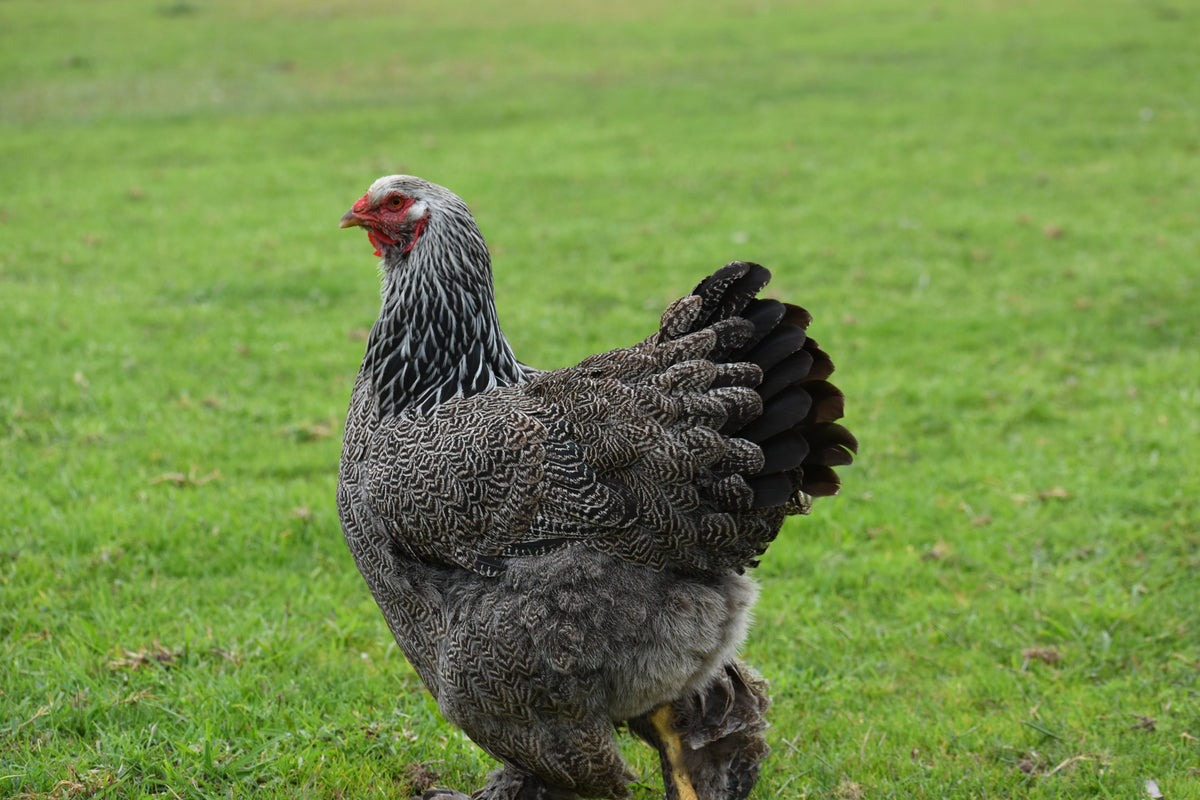 Dark Brahma Fertile Eggs - Dozen