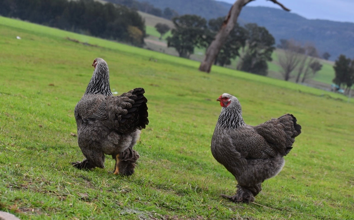 Dark Brahma Fertile Eggs - Dozen